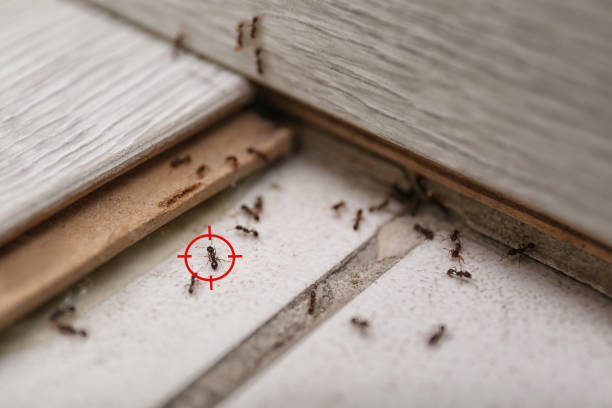 Best Termite Control Services  in Chapel Hill, NC