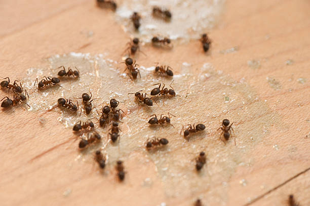 Best Best Pest Control Companies  in Chapel Hill, NC
