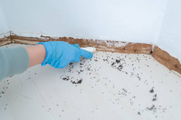 Best Residential Pest Control  in Chapel Hill, NC